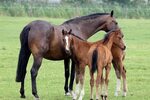 Caballos Yegua Y Potro En El Prado Trotando En Pastos Caball